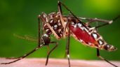 OMS: alerta enfermedades transmitidas por el dengue y otros mosquitos