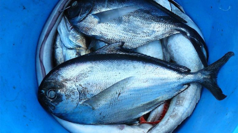 Guía para elegir pescados y mariscos frescos en esta temporada