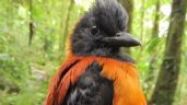 Encuentran en Nueva Guinea especies de aves venenosas