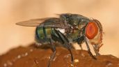 De acuerdo a la ciencia, este es el motivo por el que las moscas se sienten atraídas por el excremento
