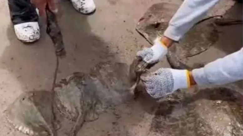 Vacaciones en Sonora: funcionaria manda a cortar los aguijones de cientos de rayas para proteger a los turistas