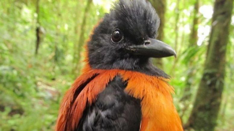 Encuentran en Nueva Guinea especies de aves venenosas