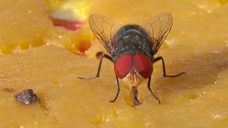 De acuerdo a la ciencia, este es el motivo por el que las moscas se sienten atraídas por el excremento