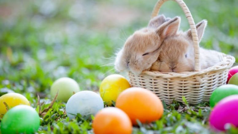 Conoce la historia de los huevos de Pascua y por qué los entrega un conejo