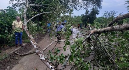 Tormenta y ventarrón derriban árboles en Huejutla; afectan servicio de luz