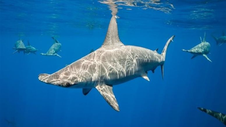 ¡Una completa sorpresa! Tiburones martillo también aguantan la respiración en el agua