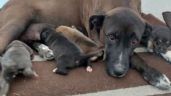 Centro de Protección Animal de Celaya sacrificó a perrita que ya tenía hogar