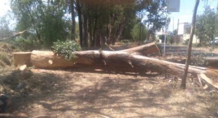 Talan árboles de más de 100 años en Irapuato; Municipio asegura que es para prevenir accidentes