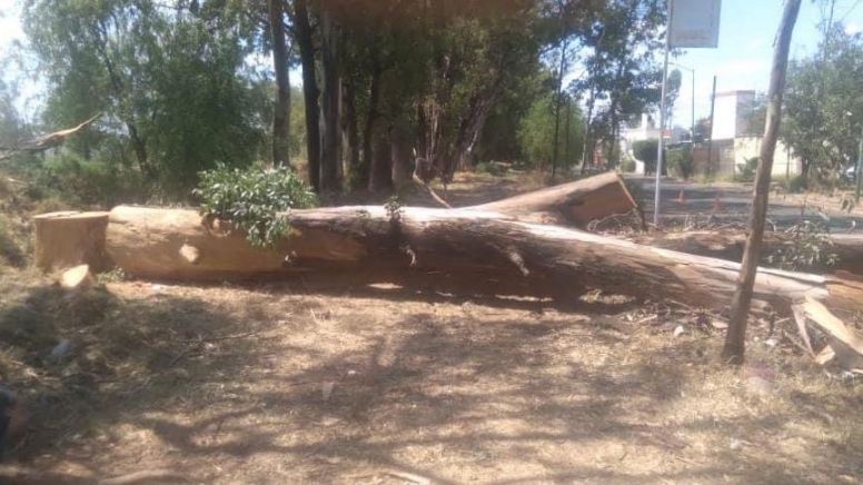 Talan árboles de más de 100 años en Irapuato; Municipio asegura que es para prevenir accidentes