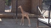 La jirafa más pequeña del Zoológico de León ya tiene nombre, se llama Hope