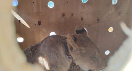 Celaya: Rescatan a león africano en una casa de Villas de Roque