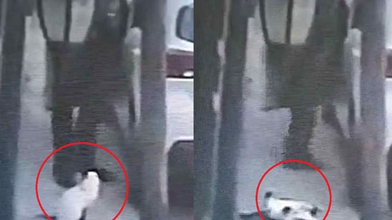 Asesinan a gatito de un golpe en la cabeza en Edomex, lo captan en cámara de seguridad