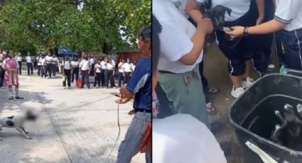 ¡Brutal! Maestro ahorca a perrita y tira a sus cachorros a la basura frente a estudiantes