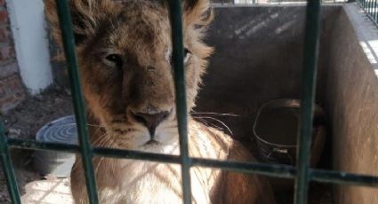 ‘Alfredito’, el cachorro de león africano rescatado en Celaya, ya está en mejor