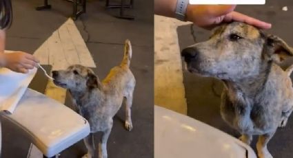 VIDEO Entró una basurita en el ojo: Perrito se conmueve al recibir comida y ojitos se llenan de lágrimas