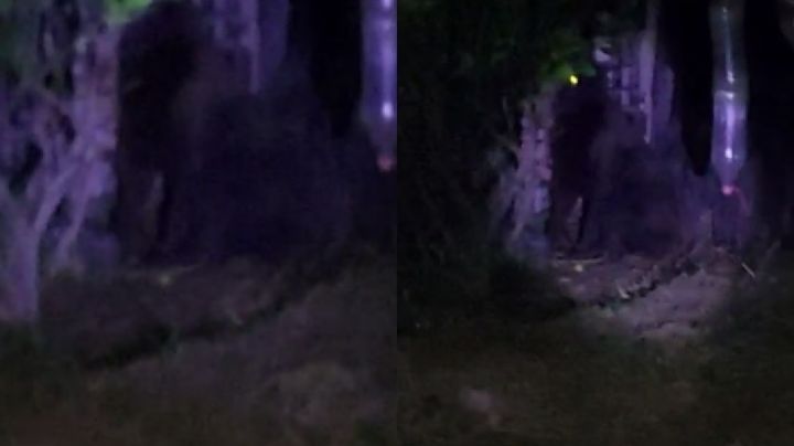 Oigan, ¿Y el gorila en Hidalgo?; esto dicen las autoridades