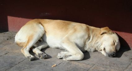 Reportan envenenamiento de perritos en Real del Monte
