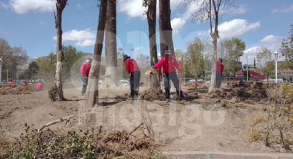 Analiza Semarnath plantar jacarandas en jardín de plaza Juárez; en puerta reforestación