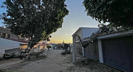Tormenta tira enorme árbol en Valle del Campestre; vecinos habían pedido a Municipio su poda desde abril