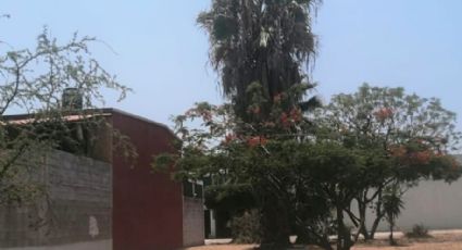Ignora Municipio a colonos de Villa Petrolera que piden poda de palmas