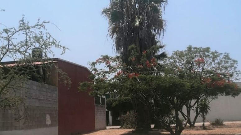 Ignora Municipio a colonos de Villa Petrolera que piden poda de palmas