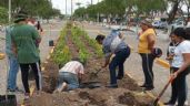 Trabajadores de la Central de Abastos de León plantan 50 árboles y 300 plantas en camellones