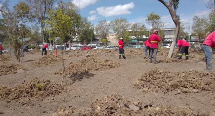 Plantarán más de 300 árboles en jardín de plaza Juárez; reforestación hasta agosto