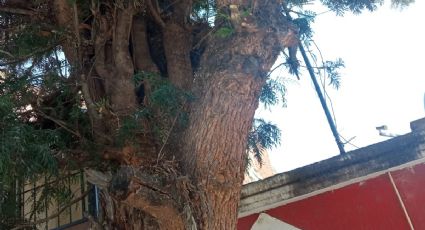 Temen en Villa Magna por árbol que Municipio dijo que podaría y aún no mandan a nadie