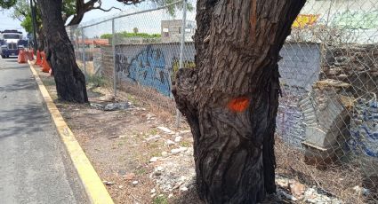 Aparece extraña marca en árbol del Malecón del Río, preocupa a vecinos que lo quieran talar