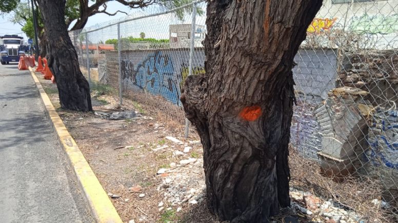 Aparece extraña marca en árbol del Malecón del Río, preocupa a vecinos que lo quieran talar