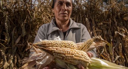 "Súper peso" afecta a exportadores de maíz por el precio del grano