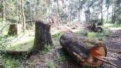 Tardará 18 años recuperar bosques afectados por gusano barrenador