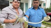 Capturan serpientes, tlacuaches y murciélagos en casas de León