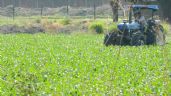 Amenaza escasez de lluvia con arruinar los cultivos en Salamanca