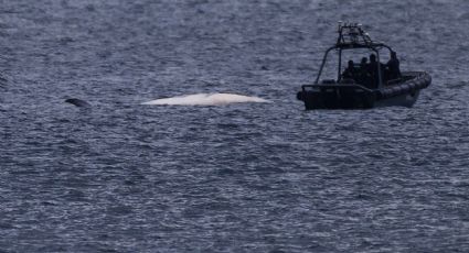 Hallan ballena muerta en aguas de Hong Kong; culpan a actividad humana