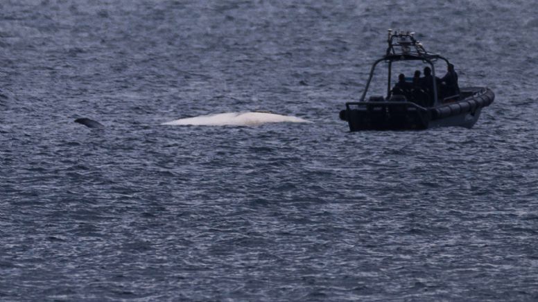 Hallan ballena muerta en aguas de Hong Kong; culpan a actividad humana