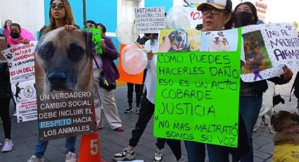 Marcha ciudadana en Celaya por los Derechos de los Animales: ¡Un llamado masivo contra la violencia!