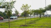 Plantan árboles donados por John Deere en Glorieta de los Dos Mundos, en Celaya