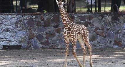 'Bautizan' como Hope a la jirafa bebé del Zoológico de León