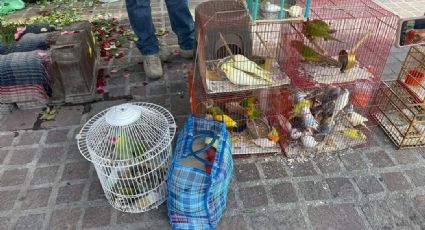 Autoridades vigilan comercios en Uriangato para que no vendan aves en peligro de extinción