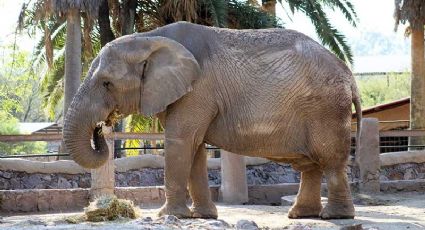 Zoológico de León está de luto, muere el elefante Davy