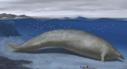 Encuentran en Perú fósil más pesado de que haya existido, se trata de la ‘Ballena Colosal’