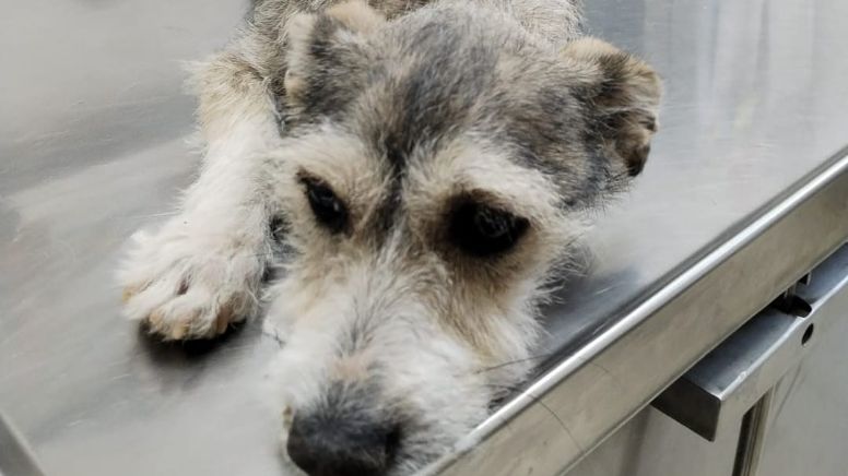 ¿Quieres un perrito? El Centro de Control y Bienestar Animal de León tiene 100 en adopción