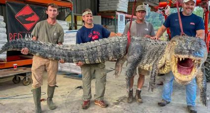 Atrapan colosal caimán de casi 400 kilos en río de Misisipi