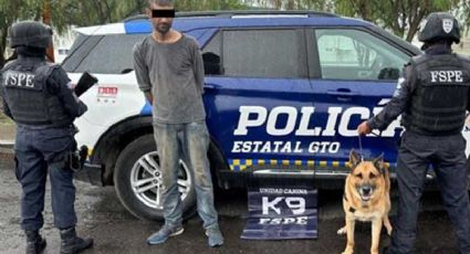 Valle de Santiago: Oficial canino 'Batu' detecta droga en hombre que intentaba huir