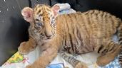 Nacen en el Zoológico de León dos bebés tigresas; tú puedes ponerles nombre