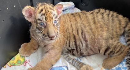 Nacen en el Zoológico de León dos bebés tigresas; tú puedes ponerles nombre