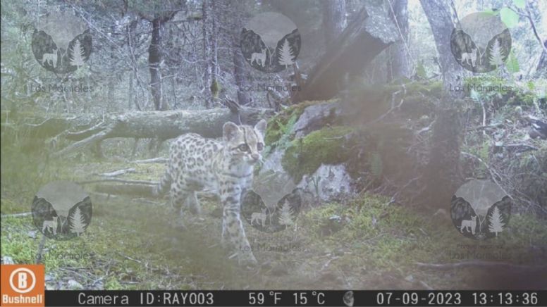Avistan a dos tigrillos en Parque Nacional los Mármoles