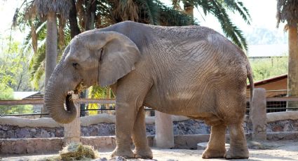 Zoológico de León vive duelo por muerte del elefante Davy; luego analizarán si traerán nuevo ejemplar