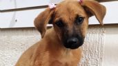 SalvAni Celaya y Colectivo Celaya por los Animales se oponen a instalación de chips en perros y gatos